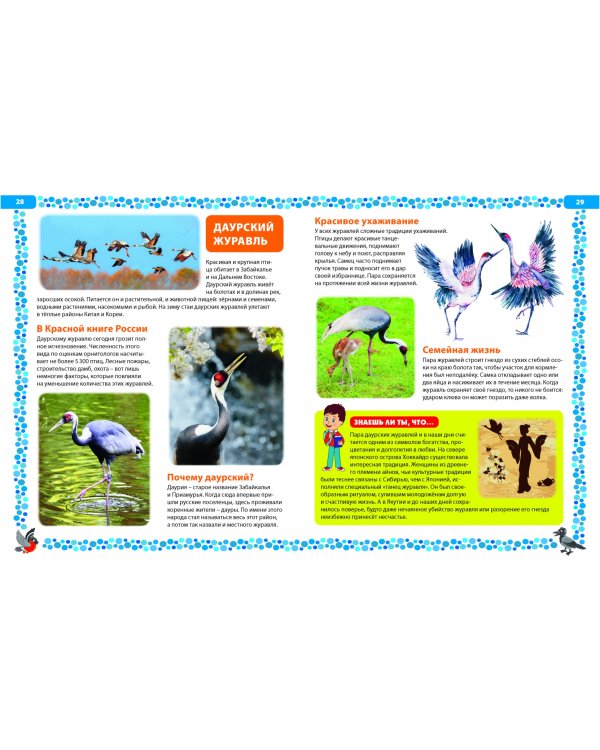 Птицы России. Детская энциклопедия