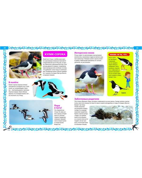 Птицы России. Детская энциклопедия