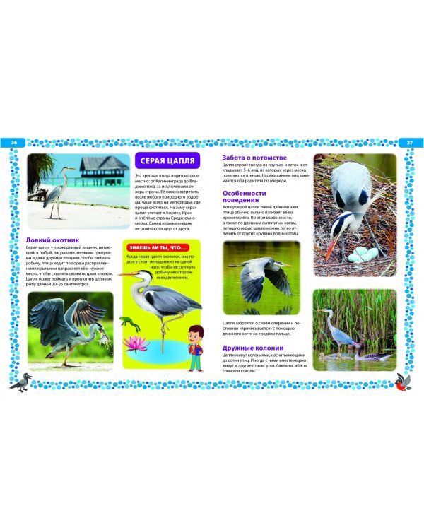 Птицы России. Детская энциклопедия