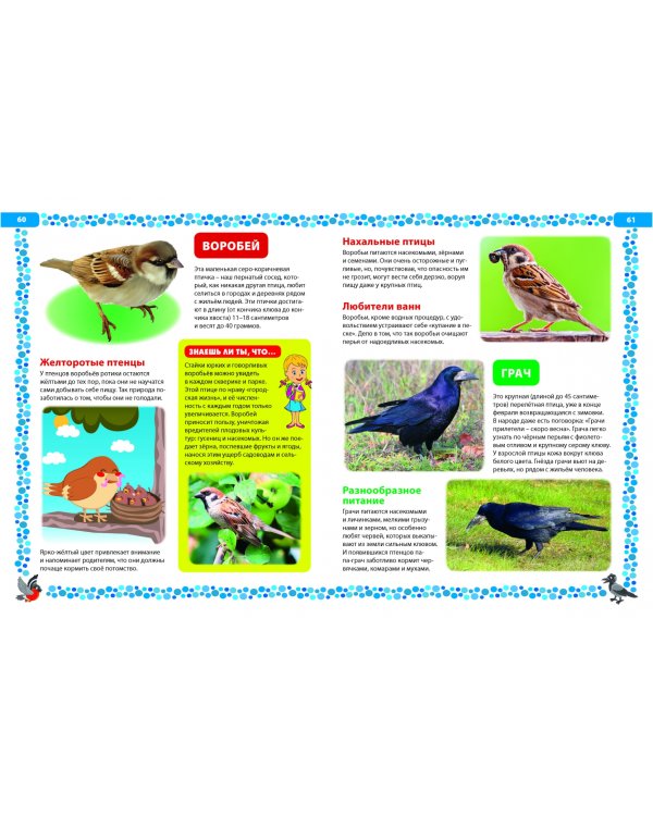 Птицы России. Детская энциклопедия