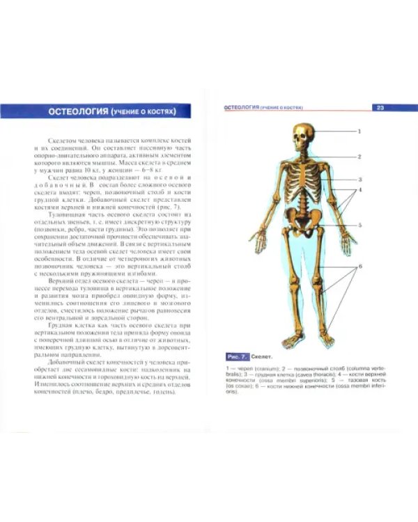 Атлас анатомии человека. Учебное пособие