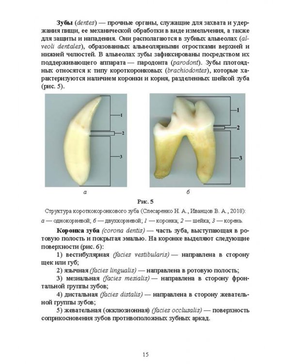 Ветеринарная стоматология