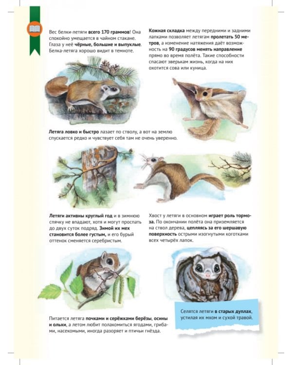 Кто где живёт? Звери и птицы леса