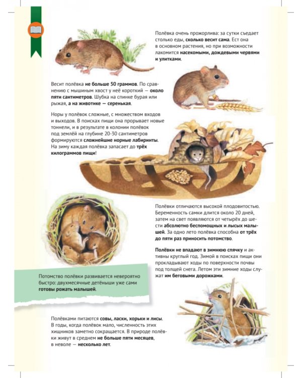 Кто где живёт? Звери и птицы леса