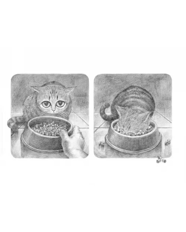 Потерялся кот