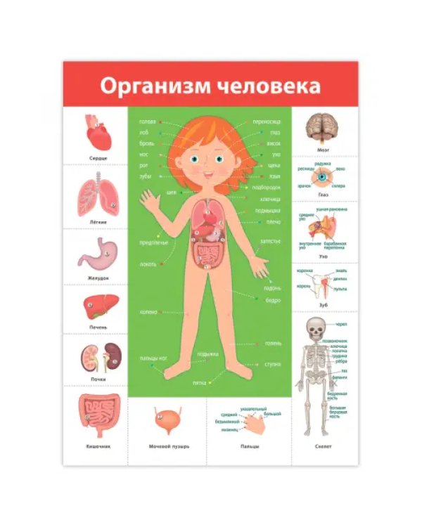 Дополнительное изображение книги «Комплект плакатов. Окружающий мир»