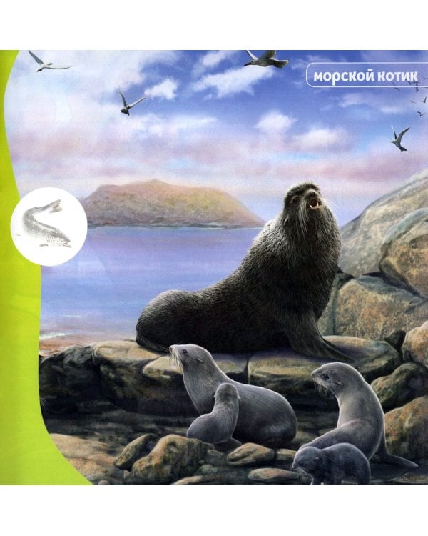 Дополнительное изображение книги «Познакомимся поближе! Морские жители»