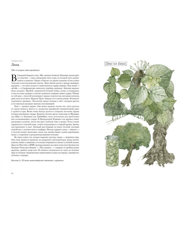 Вокруг света за 80 деревьев