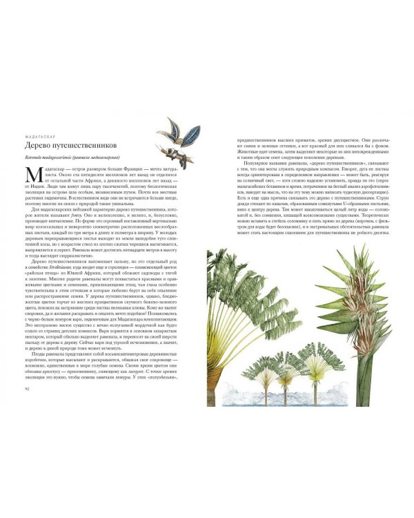 Вокруг света за 80 деревьев