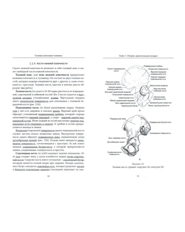 Основы анатомии человека. Учебное пособие