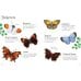 Дополнительное изображение книги «Butterflies to Spot»