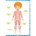 Как устроен человек. Первая энциклопедия для малышей