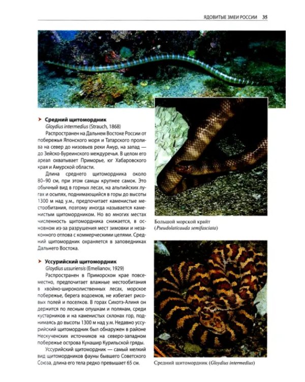 Ядовитые змеи мира