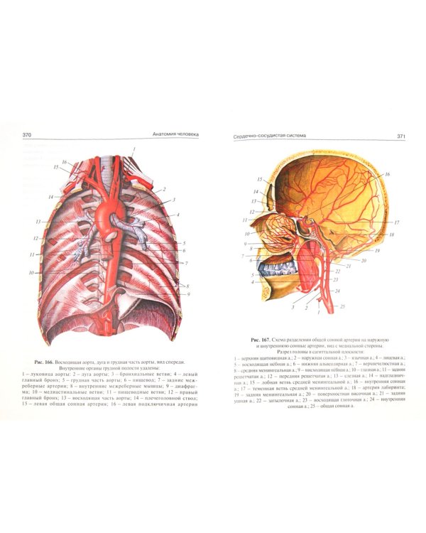 Анатомия человека. Атлас для медицинских училищ и колледжей