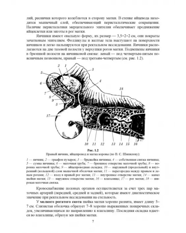 Дополнительное изображение книги «Ветеринарная гинекология»