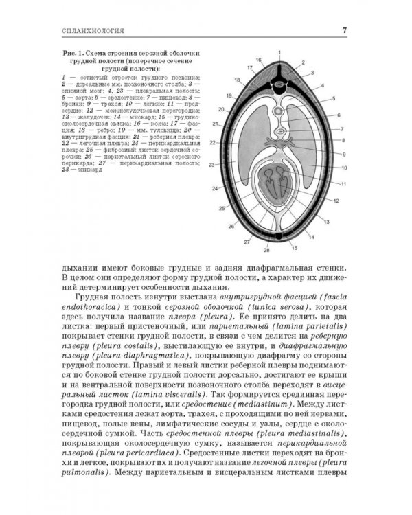 Анатомия животных. Спланхнология и ангиология. Практикум. Учебное пособие для вузов