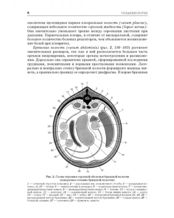 Анатомия животных. Спланхнология и ангиология. Практикум. Учебное пособие для вузов
