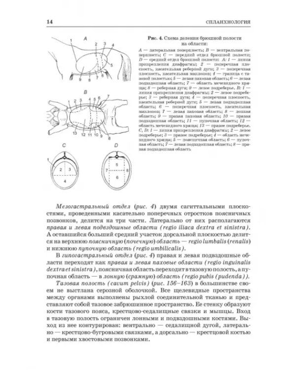 Анатомия животных. Спланхнология и ангиология. Практикум. Учебное пособие для вузов