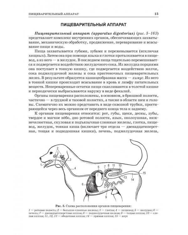 Анатомия животных. Спланхнология и ангиология. Практикум. Учебное пособие для вузов