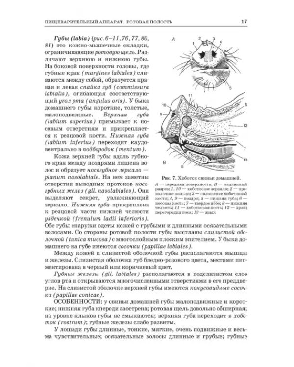 Анатомия животных. Спланхнология и ангиология. Практикум. Учебное пособие для вузов