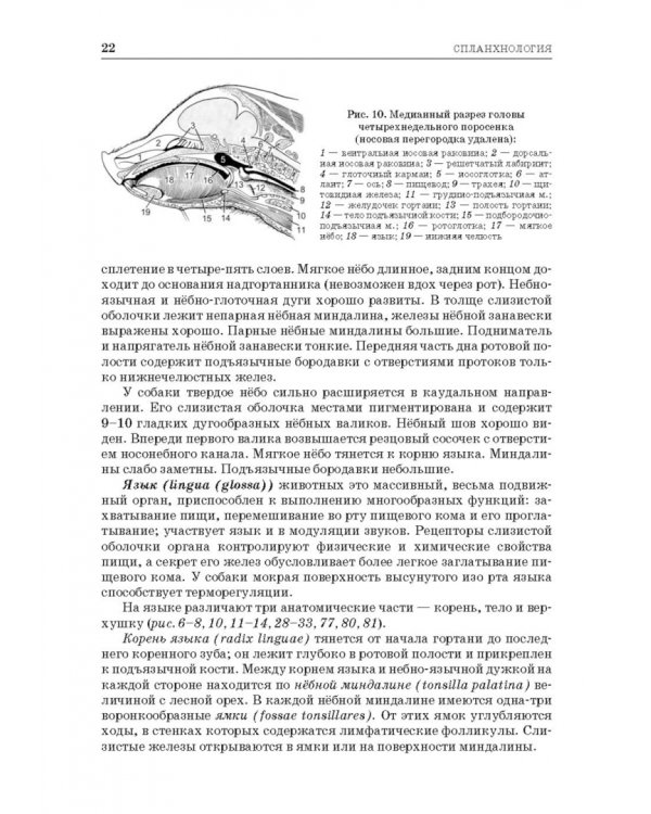 Анатомия животных. Спланхнология и ангиология. Практикум. Учебное пособие для вузов