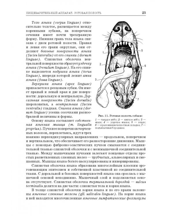 Анатомия животных. Спланхнология и ангиология. Практикум. Учебное пособие для вузов