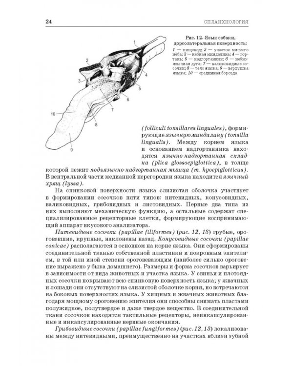 Анатомия животных. Спланхнология и ангиология. Практикум. Учебное пособие для вузов
