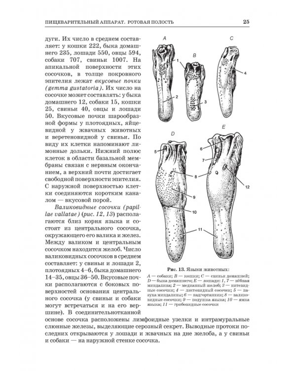 Анатомия животных. Спланхнология и ангиология. Практикум. Учебное пособие для вузов
