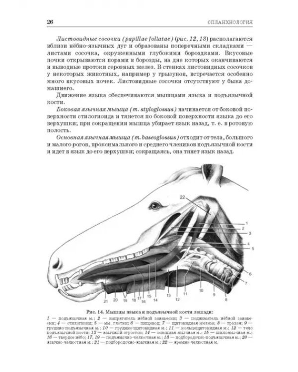 Анатомия животных. Спланхнология и ангиология. Практикум. Учебное пособие для вузов