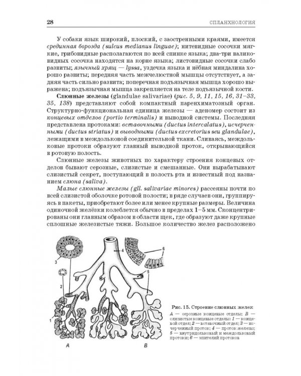 Анатомия животных. Спланхнология и ангиология. Практикум. Учебное пособие для вузов