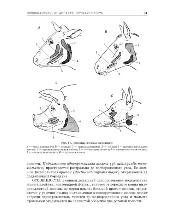Анатомия животных. Спланхнология и ангиология. Практикум. Учебное пособие для вузов