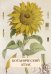 Обложка книги «Ботанический атлас. Н.П. Животовский» — Иванов С., ISBN 9785359013864