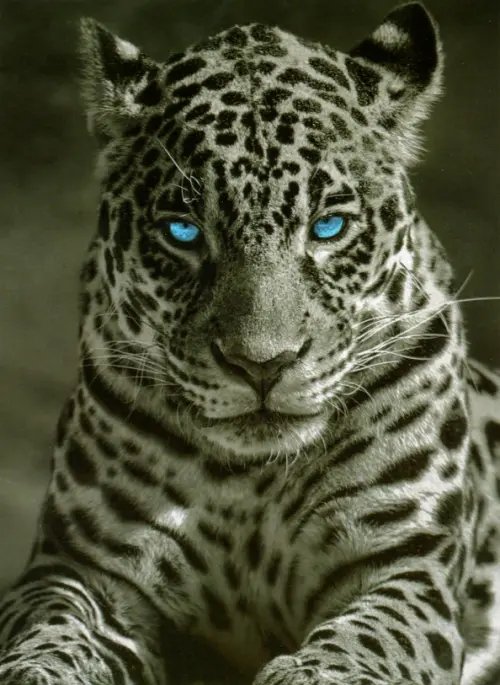 Картина для раскрашивания по номерам. Король ночи Картина для раскрашивания по номерам. Король ночи