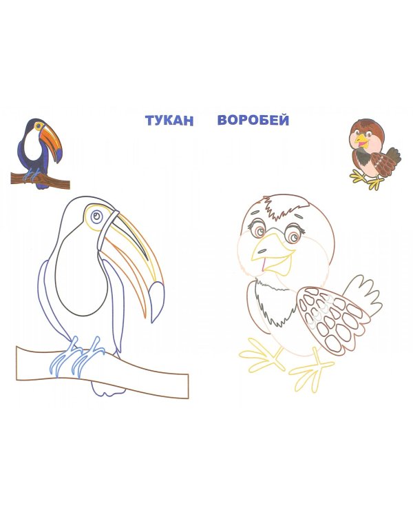 Птицы. Раскраска