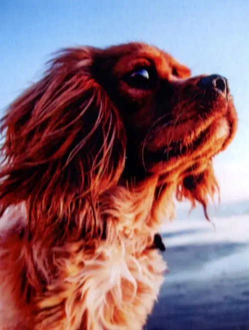 Алмазная мозаика &quot;Собака&quot;, 30х40 см