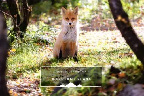 Животные Урала. Комплект открыток Животные Урала. Комплект открыток