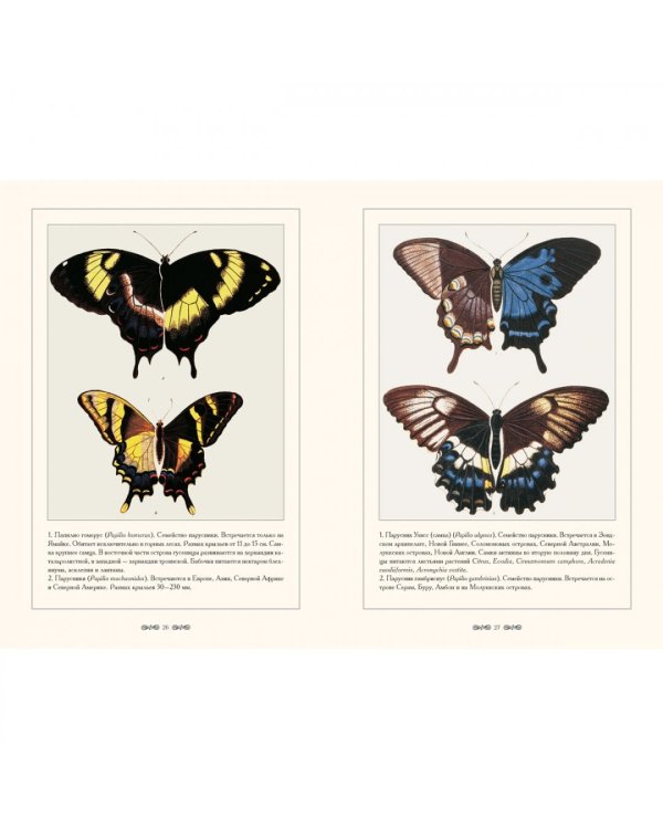 Экзотические бабочки