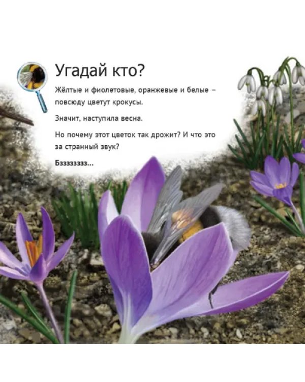 Кто живет у нас на даче. От мала до велика