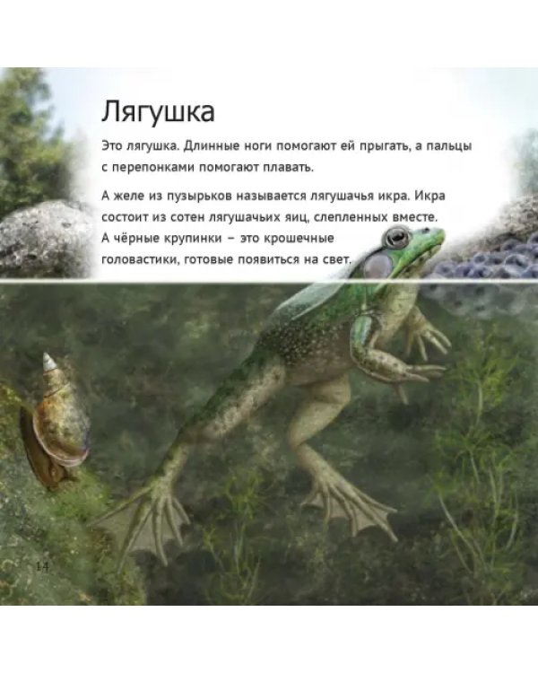Кто живет у нас на даче. От мала до велика