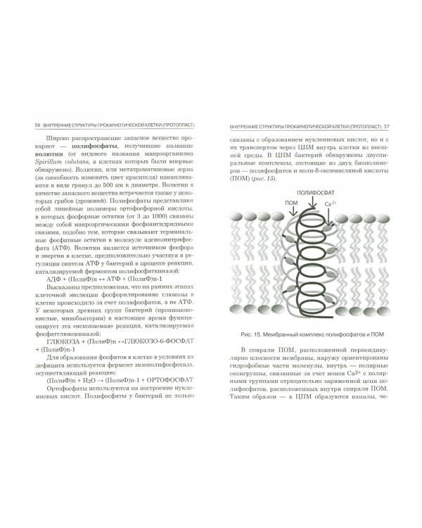 Микробиология. Часть 1. Прокариотическая клетка. Учебное пособие