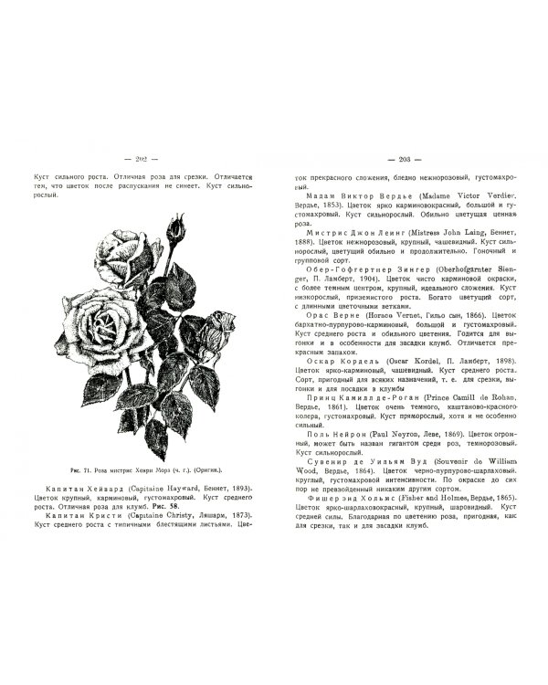 Розы
