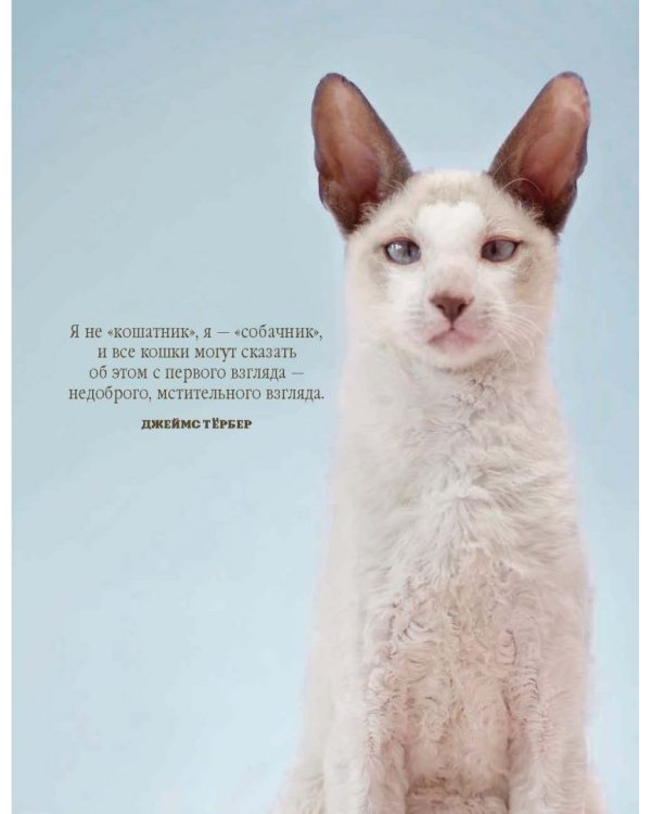 Почему собаки лучше кошек