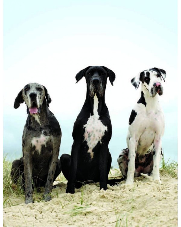 Почему собаки лучше кошек