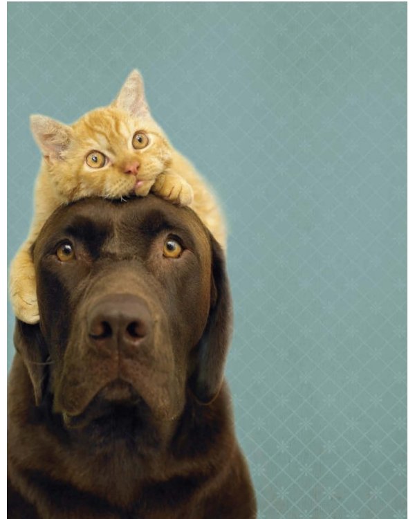 Почему собаки лучше кошек