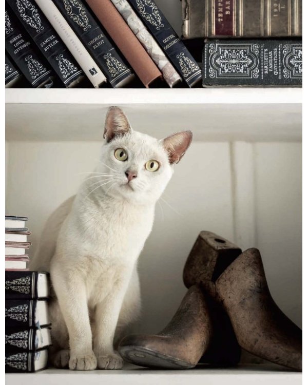 Почему собаки лучше кошек