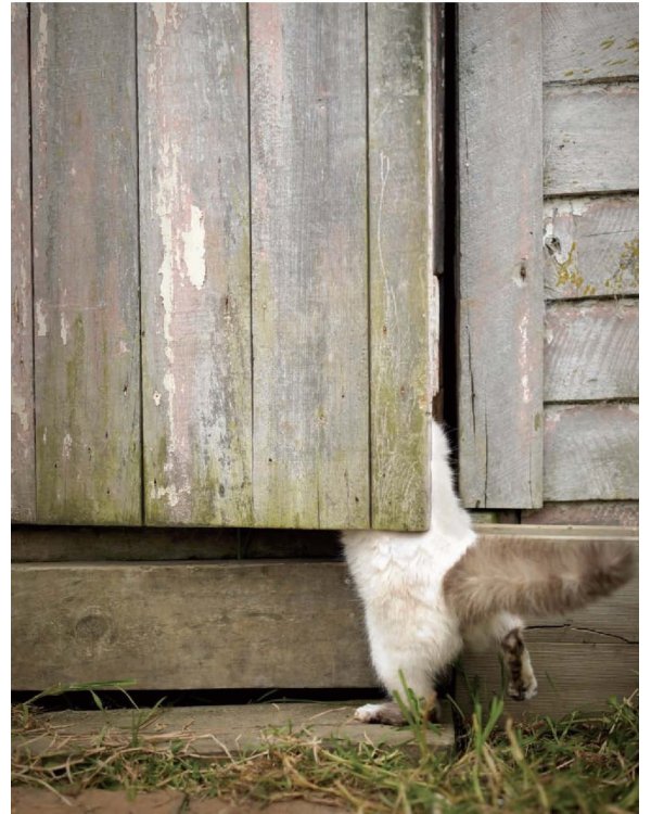 Почему собаки лучше кошек