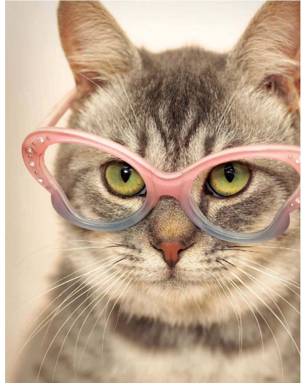 Почему собаки лучше кошек