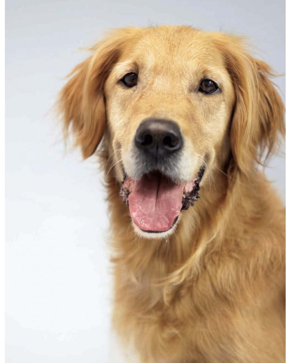 Почему собаки лучше кошек