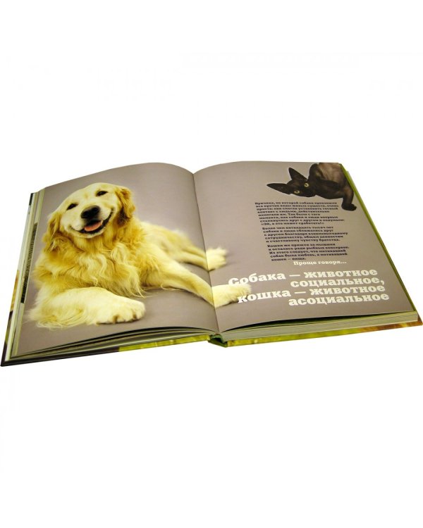 Почему собаки лучше кошек