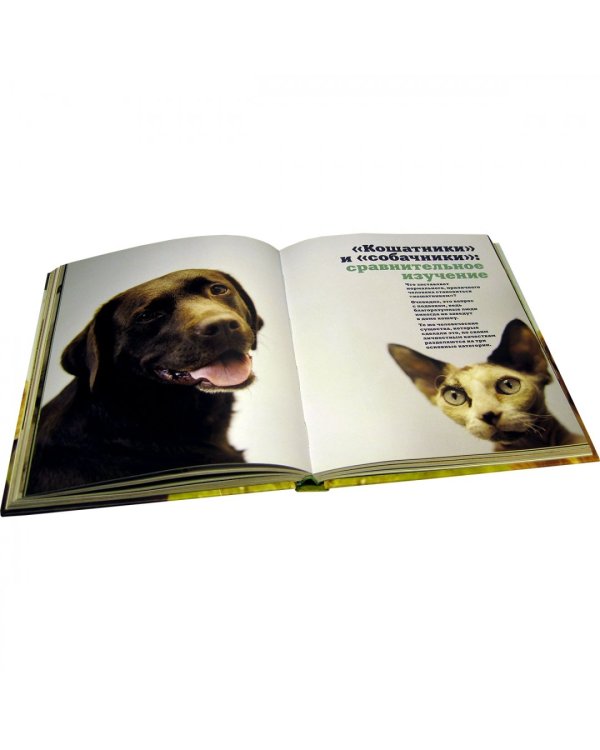 Почему собаки лучше кошек